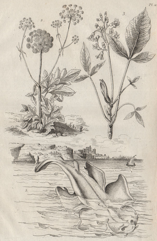 Angel Shark. Angelique (Garden Angelica). Angusture (Angostura) 1834 old print
